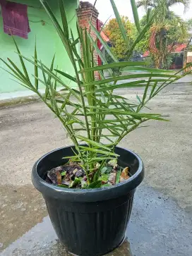 Pohon kurma dalam pot