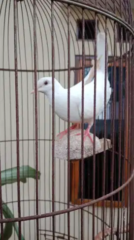 JUAL BURUNG PUTER PUTIH MATA MERAH JANTAN DEWASA