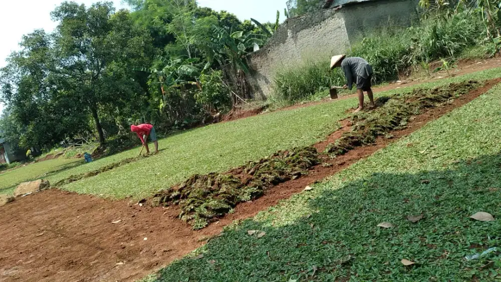 Jual Rumput Gajah Mini Ciracas