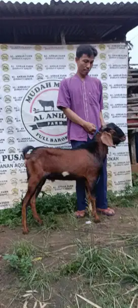 kambing kurban langsung dari peternakan