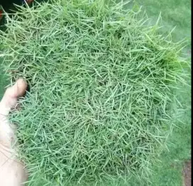 Jual Rumput jepang untuk makam dan taman