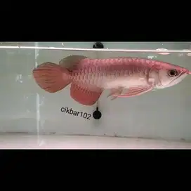 Ikan arwana golden red  arowana gr