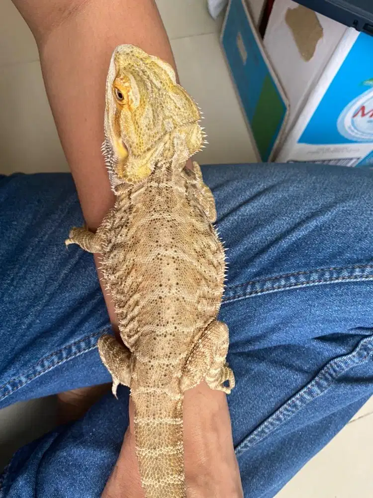 Bearded Dragon leather back murmer