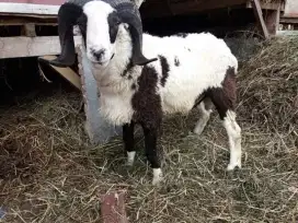 Jual Hewan Qurban
