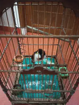 Burung jalak hongkong