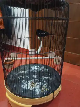 Burung Kacer hitam