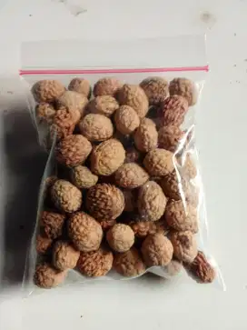 Biji Bidara Arab