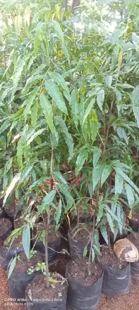 Pohon gelodogan tiang