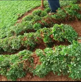 Rumput gajah mini per meter