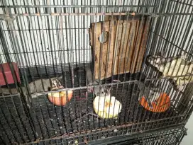 Sugar glider imut