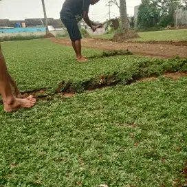 RUMPUT GAJAH MINI PERMETER / RUMPUT GAJAH MINI UNTUK TAMAN