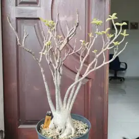 Adenium RCN Daun Golden