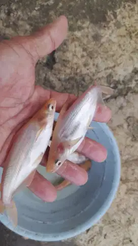 jual ikan patin albino