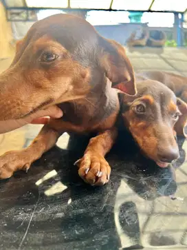 Tekel Daschund Brown Tan