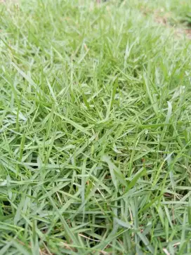 Rumput jepang hijau
