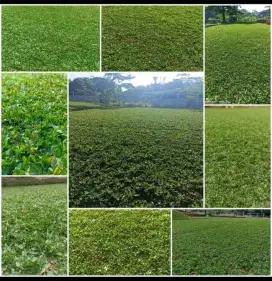 Rumput gajah mini rapet