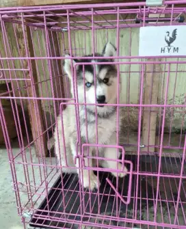 Siberian Husky Jantan dan Betina blue eyes Murah