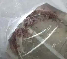 Bibit ikan baung/fresh water cat fish