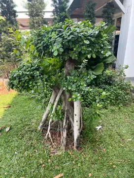 Pohon Bonsai Jepang terawat