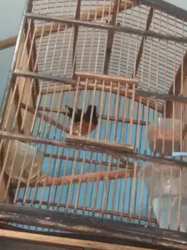 Burung murai batu anak-