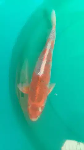 Ikan koi jenis Goshiki 36cm