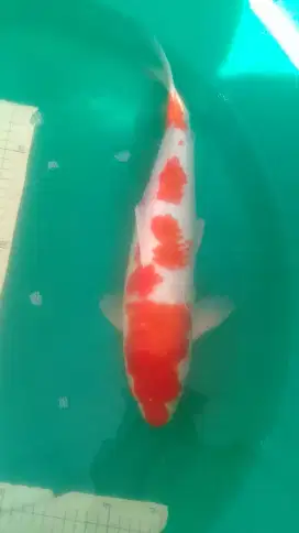 Ikan koi Kohaku hq 38cm pola original