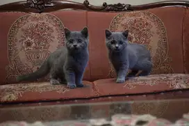 British shorthair
