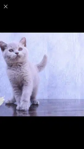 British shorthair