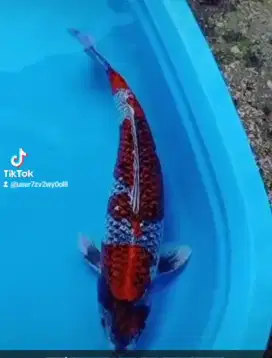 Jual Ikan Koi jumbo Ukuran 60cm