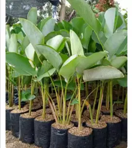 Jual Tananaman hias pisang calateha