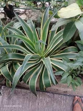 Bunga Agave Siklok, Tanaman Hias Bunga dll