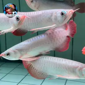 Terjangkau Ikan Hias Arwana Super Red