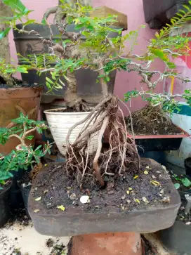 Pohon bonsai cendrawasih