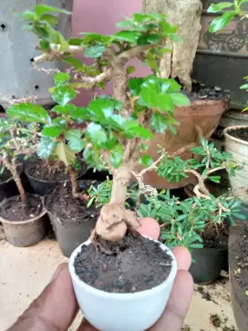 Pohon bonsai hokiantea buah