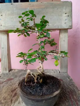 Pohon bonsai hokiantea buah