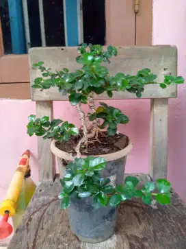 Pohon bonsai hokiantea buah