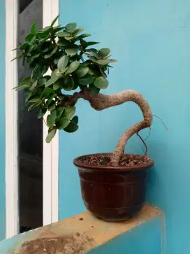 Pohon bonsai beringin mangkok mikro