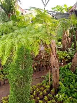 pohon pakis monyet