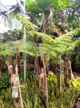 tanaman pakis monkey