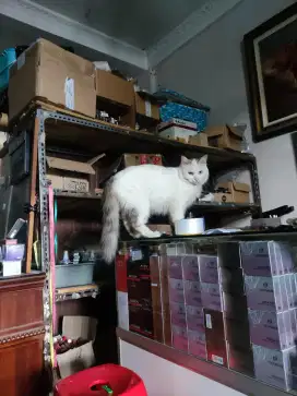 Kucing betina  proven anak bagus bagus