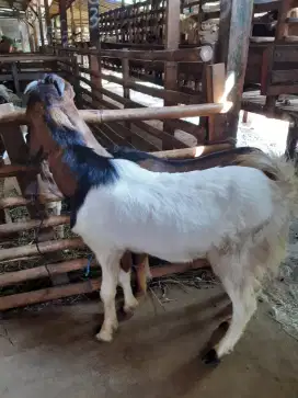 Menyediakan Kambing/Domba Gratis ongkir