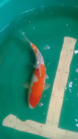 Ikan koi Kohaku Ginrin 36cm