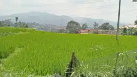 Sawah dijual cepat murah pinggir jalan padat penduduk