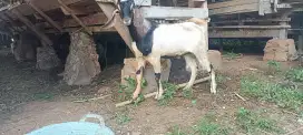 kambing aqiqah dan kurban