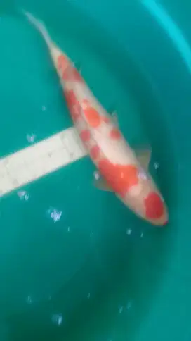 Ikan koi Kohaku pola sakura 41cm merah strong