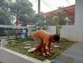 taman rumput gajah mini