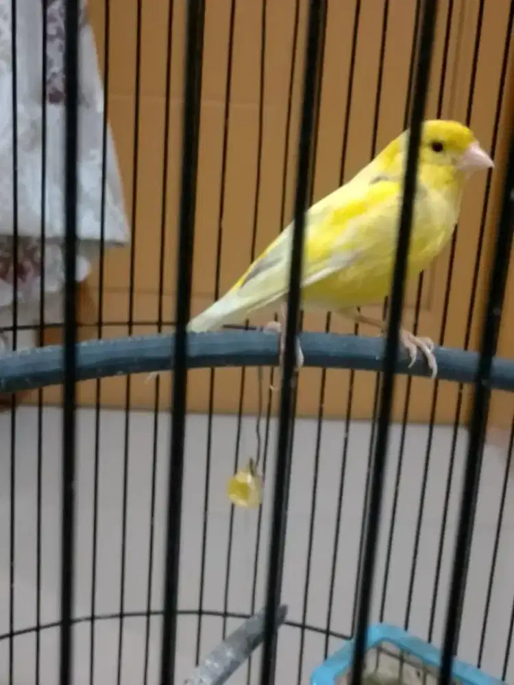 Burung kenari gacor belum termasuk kandang