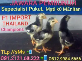 F1 Bangkok THAILAND Impor 18X WIN PUKUL MATI KO Menit Anak Ayam Import