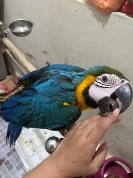 Macaw Blue N Gold Skill FTM