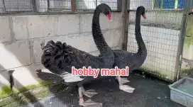 Angsa hitam black Swan import sepasang mewah mempesona